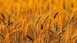 Un champ de blé