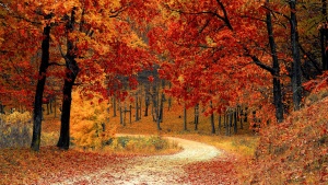 Un chemin de forêt en automne