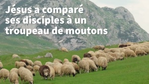 Pour l'Avenir — Un troupeau de moutons