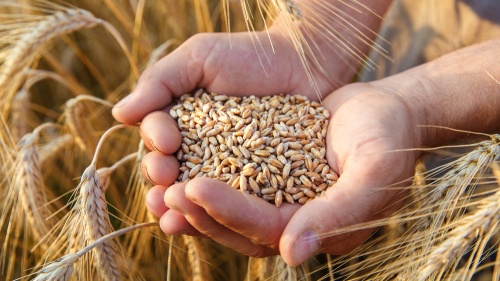 Mains tenant des grains de blé
