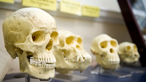 Une collection de crânes pour tenter de montrer l'évolution de l'homme.