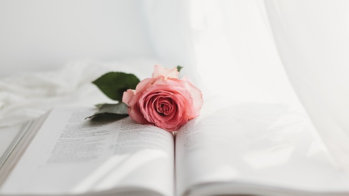 Une Bible avec une rose dessus