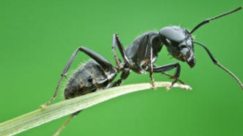 Photo de près d'une fourmi.