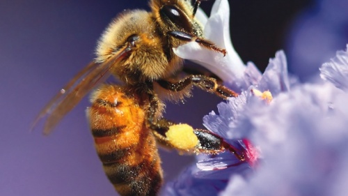 Une abeille domestique