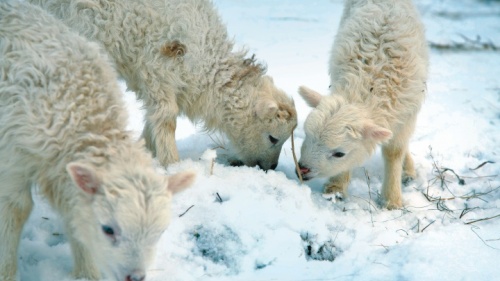 Des agneaux dans la neige