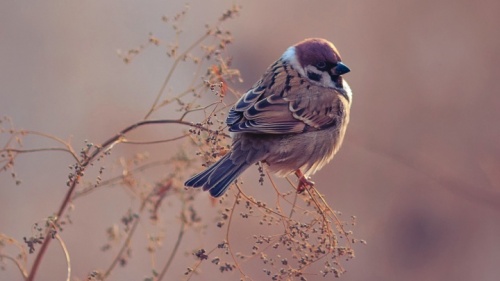 Un petit oiseau