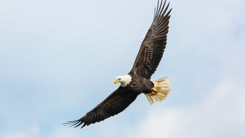 Un aigle volant