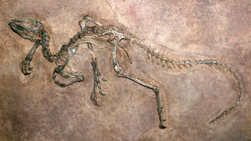 Un fossile