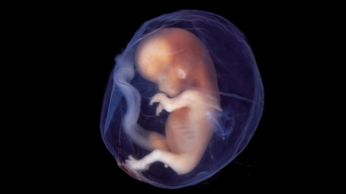Un bébé dans l'utérus