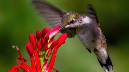 Un colibri se nourrit d'une fleur.