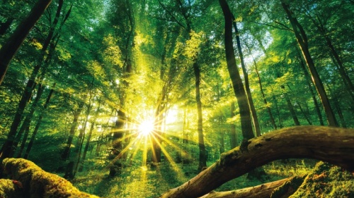 Du soleil qui brille dans la forêt