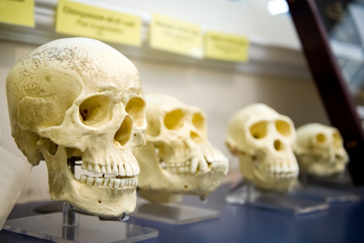 Un groupe de crânes dans une tentative de prouver l'évolution.