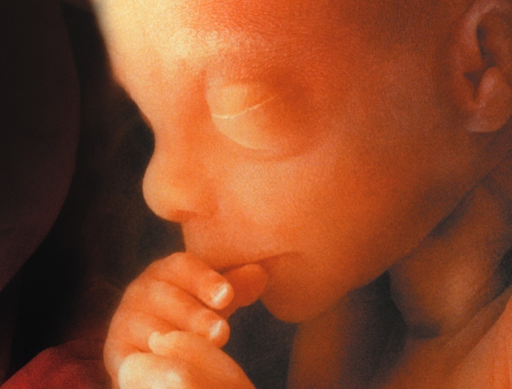 Un bébé dans l'utérus