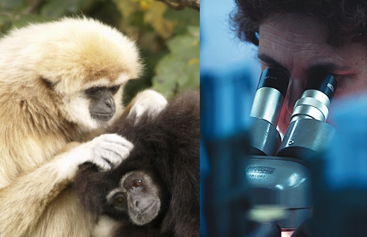 Des singes, un scientifique/chercheur