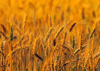Un champ de blé