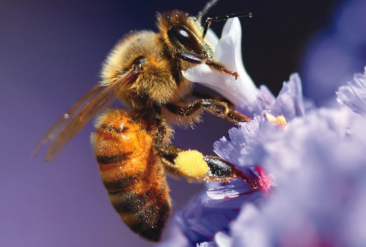 Une abeille domestique