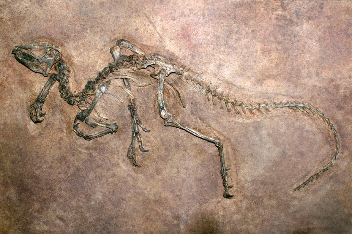 Un fossile