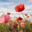 Gros plan de coquelicots rouges dans un champ.