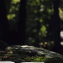 Une Bible dans la forêt