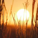 La silhouette des branches devant un coucher du soleil