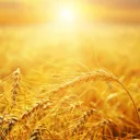 Des prémices (un champ de blé)