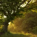 Coucher de soleil dans la forêt