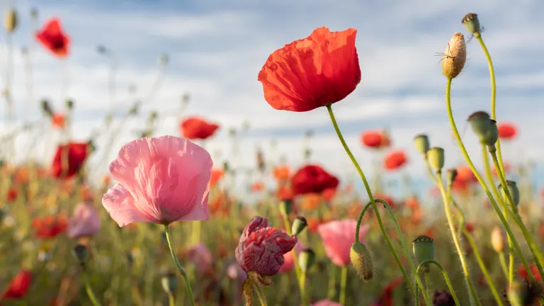 Gros plan de coquelicots rouges dans un champ.