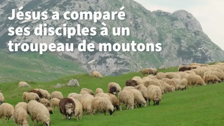 Un troupeau de moutons