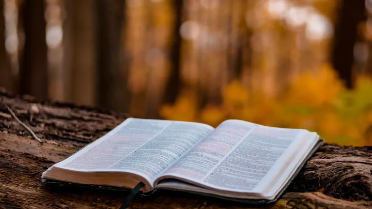 Une Bible sur un rondin dans la forêt