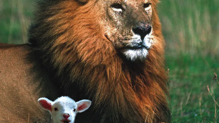 Quel était l’évangile de Jésus ?