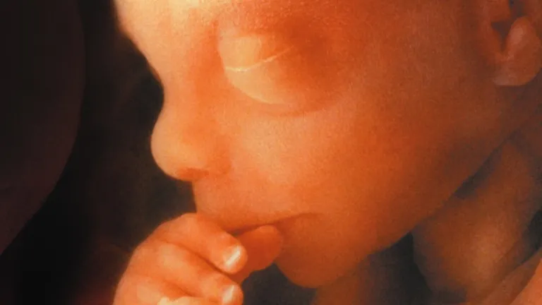 Un bébé dans l'utérus