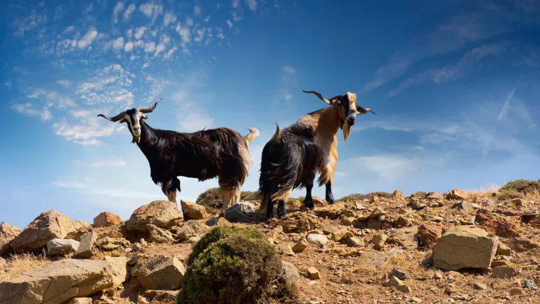 Deux boucs devaient se faire les porteurs de notre culpabilité, au sens figuré. Tous deux se voyaient symboliquement chargés de tous les péchés du peuple. Deux boucs