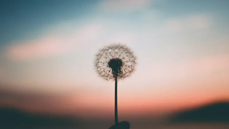 Une dent-de-lion dans un champs