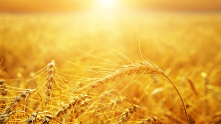 Des prémices (un champ de blé)