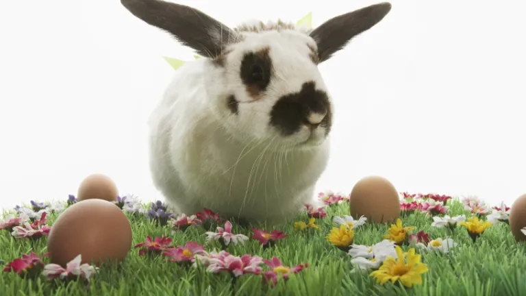 Un lapin noir et blanc dans l'herbe verte entourée d'oeufs de Pâques colorés.
