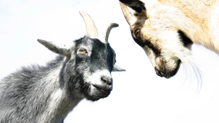 Le Jour des Expiations : la cause du péché éliminée, nous sommes réconciliés à Dieu