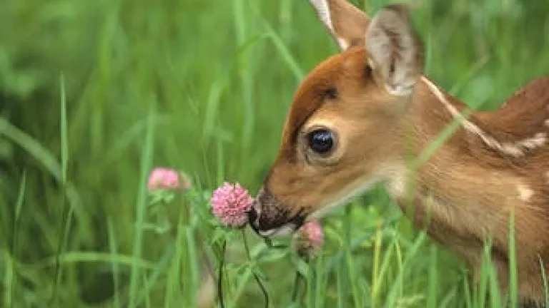 Les jours saints bibliques : le plan divin pour la paix sur Terre
