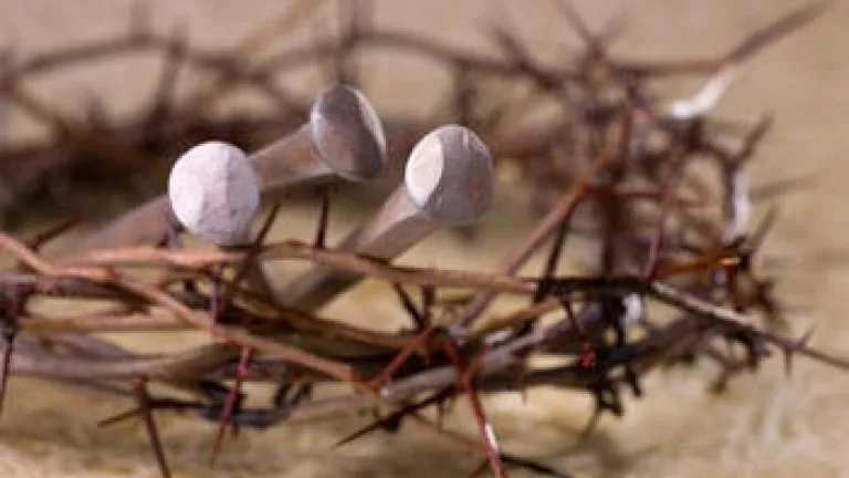 Couronne d'épines à gros ongles.