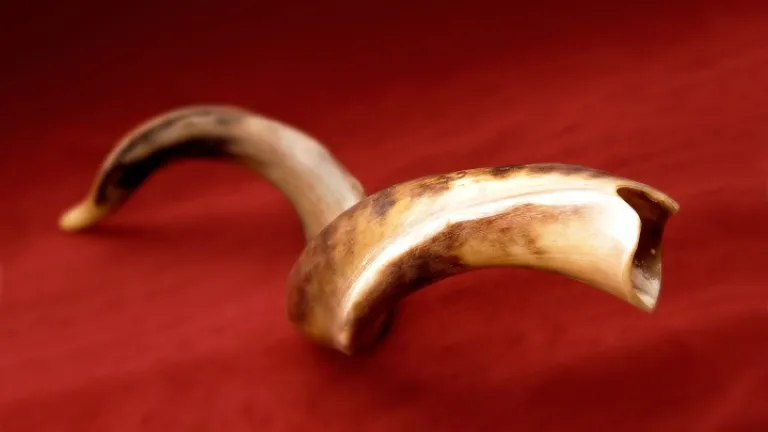 La plupart des "trompettes" bibliques étaient des chofars, fabriqués à partir de cornes d'animaux, comme celle d'un koudou. Shofar
