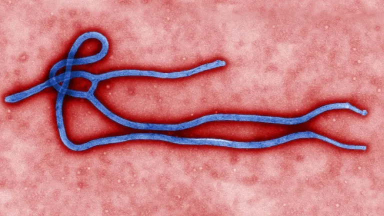 Virus Ebola amplifié Virus Ebola amplifié