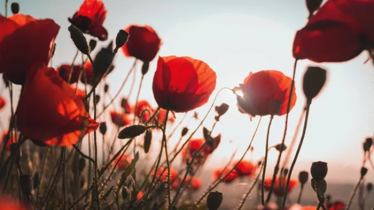 Un champs de coquelicots