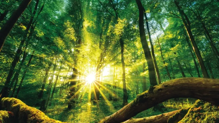 « Chaque année nous apporte de nouvelles preuves scientifiques qui nous émerveillent, des faits pour lesquels il n’y a essentiellement aucune explication sans un Dieu, aucun moyen crédible d’expliquer cette merveille ». Du soleil qui brille dans la forêt