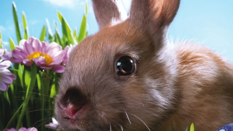 Un lapin et des œufs de Pâques.