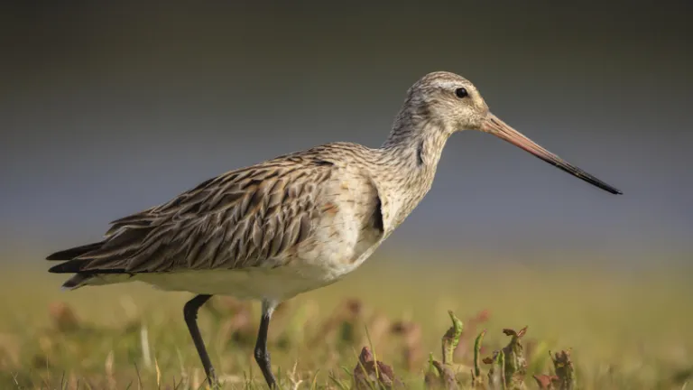 Les découvertes scientifiques et la perspective biblique
