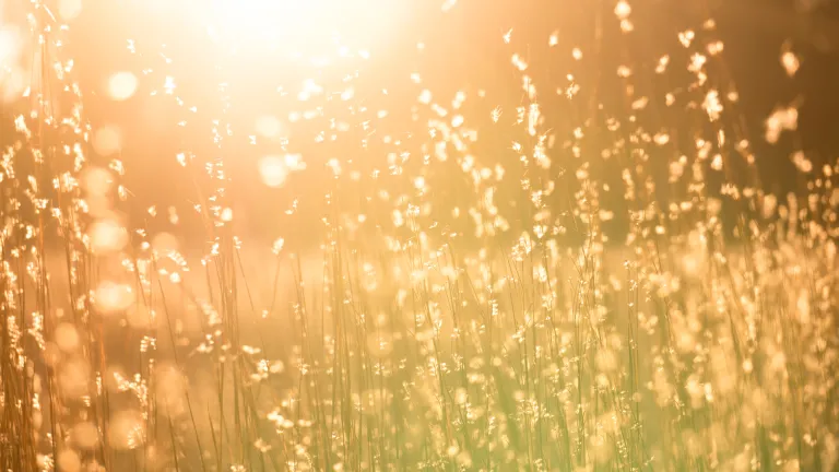 Un champs de blé à l'heure dorée