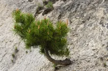 Petit mais fort pin poussant sur une falaise