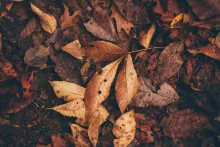 des feuilles mortes sur le sol
