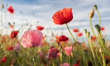 Gros plan de coquelicots rouges dans un champ.