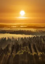 Beaux rayons de soleil dorés dans la forêt brumeuse