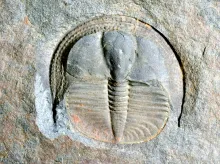 Un fossile